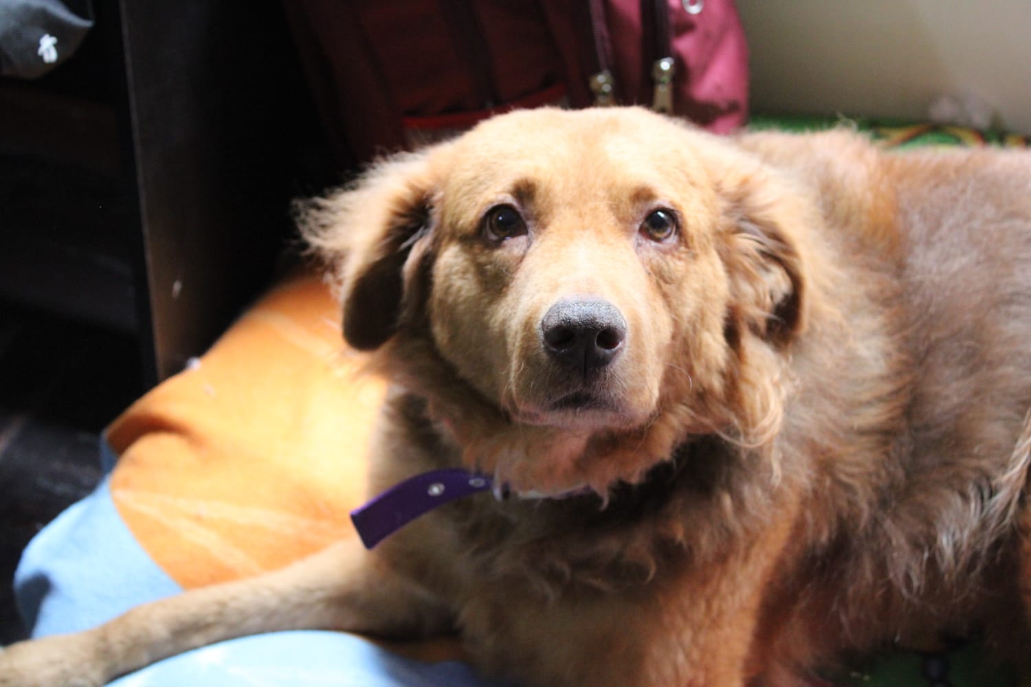 Perro adulto listo para adopción